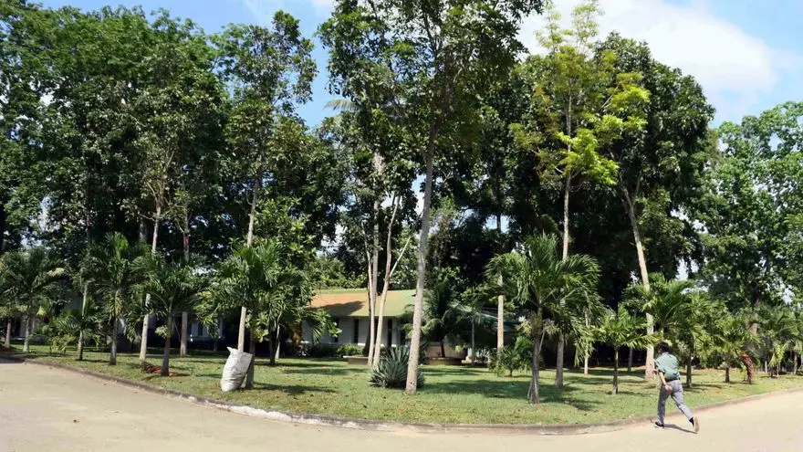Honduras impulsa el mejoramiento genético del banano resistente a la enfermedad RT4